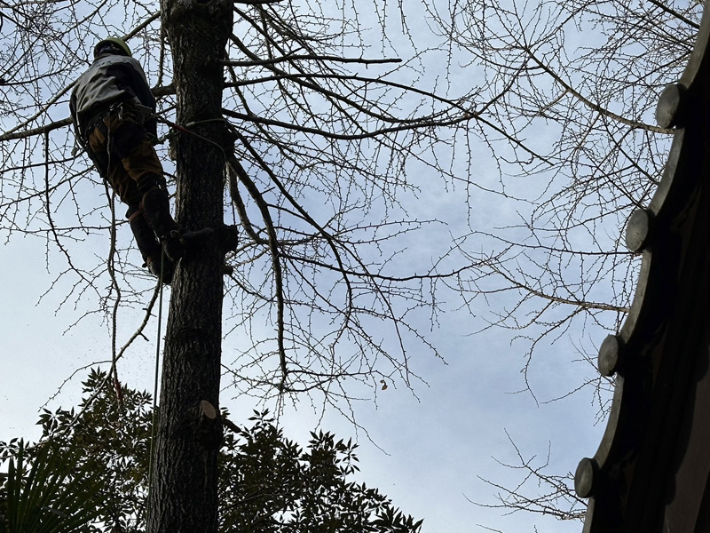 埼玉県比企郡吉見町 伐採工事 作業中