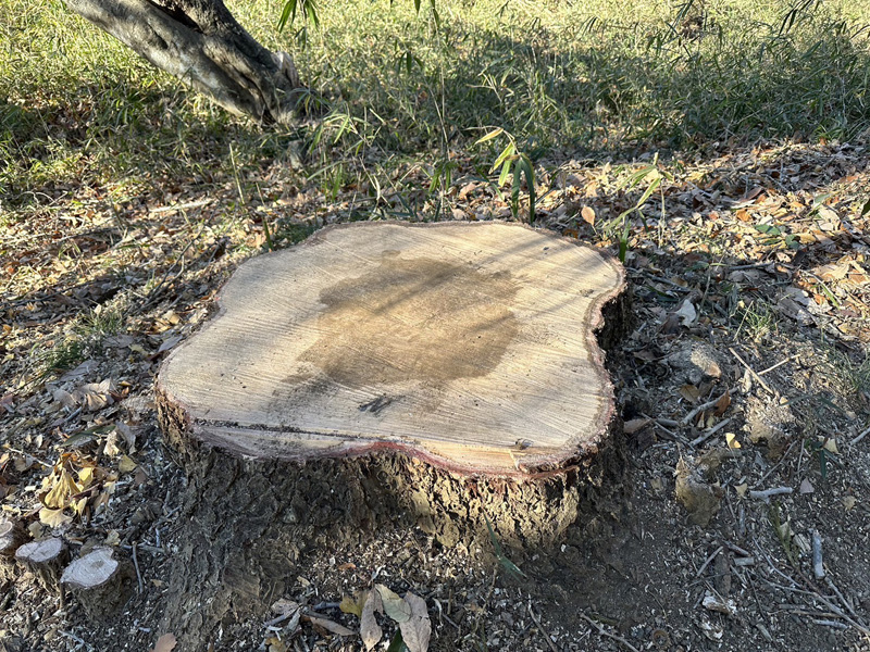 埼玉県比企郡吉見町 伐採工事 完了