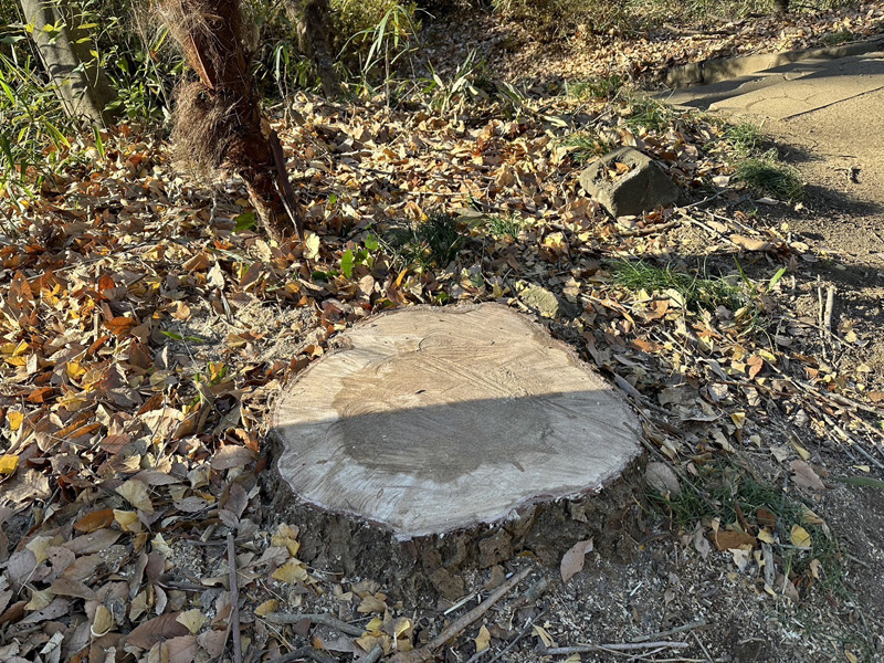 埼玉県比企郡吉見町 伐採工事 完了