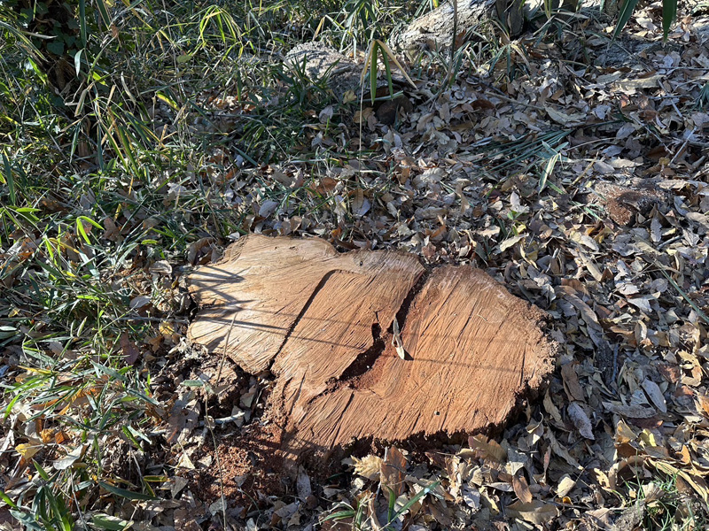 埼玉県比企郡吉見町 伐採工事 完了