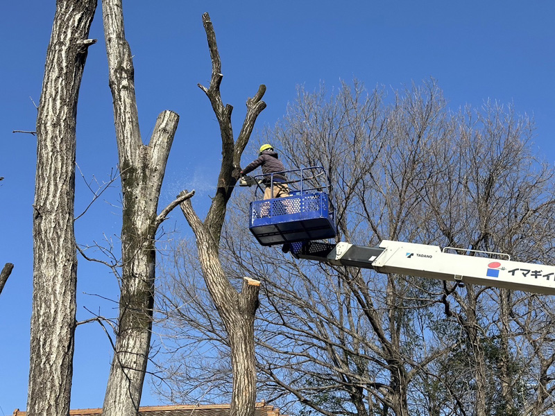 埼玉県比企郡吉見町 伐採工事 作業中