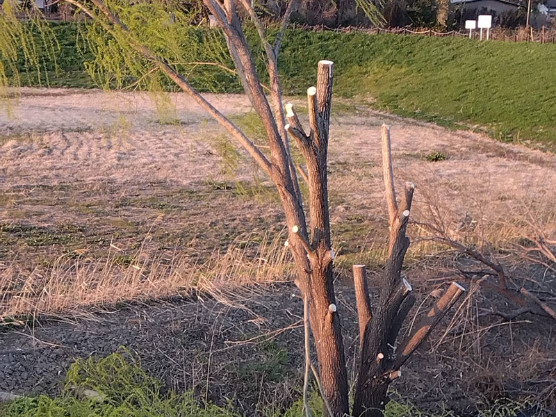 埼玉県上尾市 調整池伐採工事 作業中