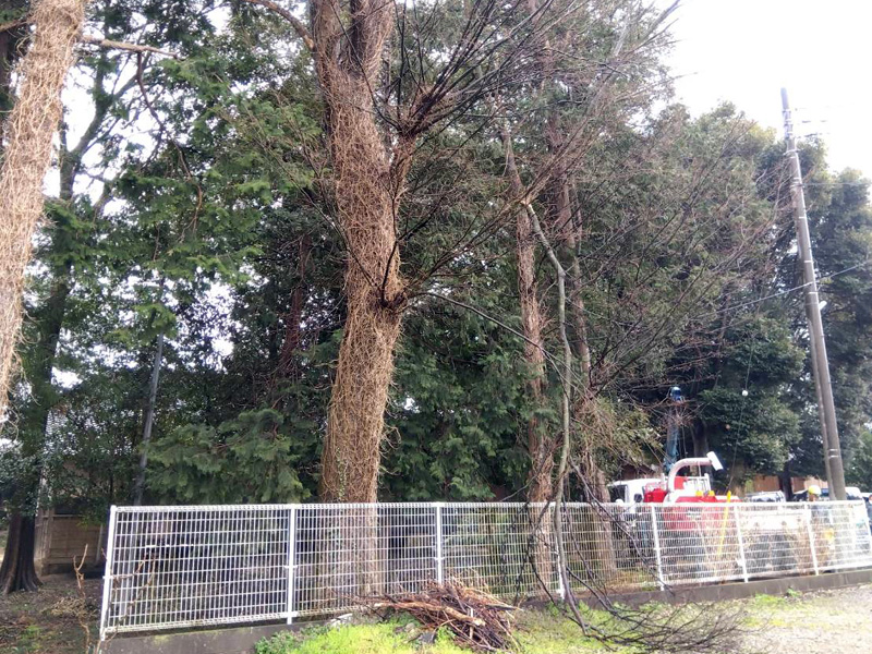 埼玉県鴻巣市 強剪定工事 着工前