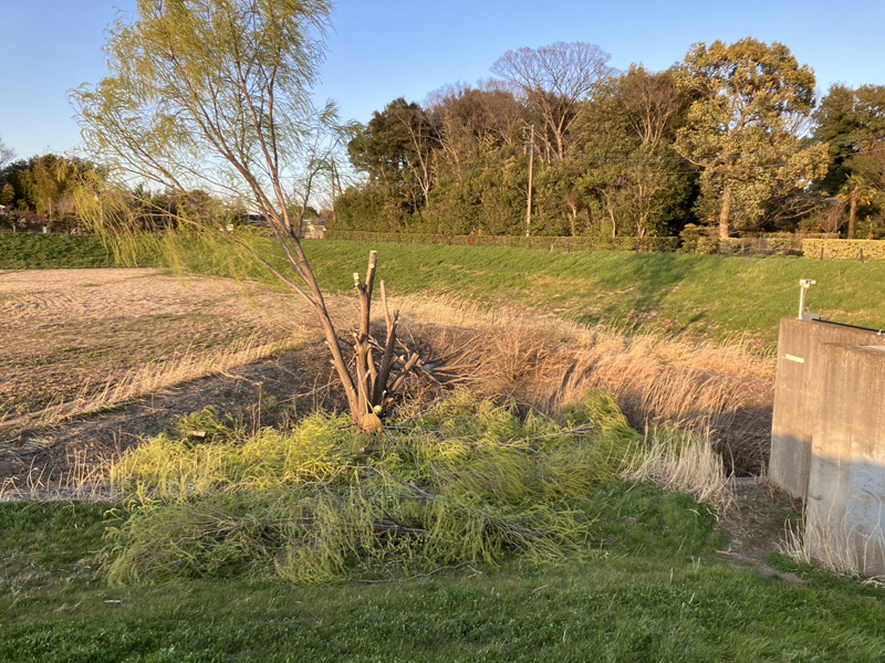 埼玉県上尾市 調整池伐採工事 作業中