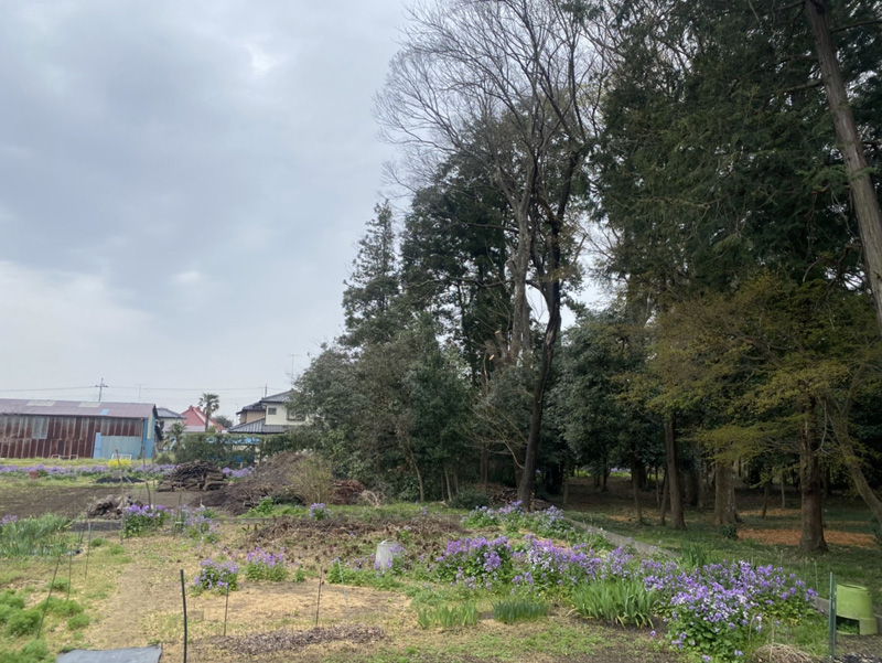 埼玉県鴻巣市 強剪定工事 完了