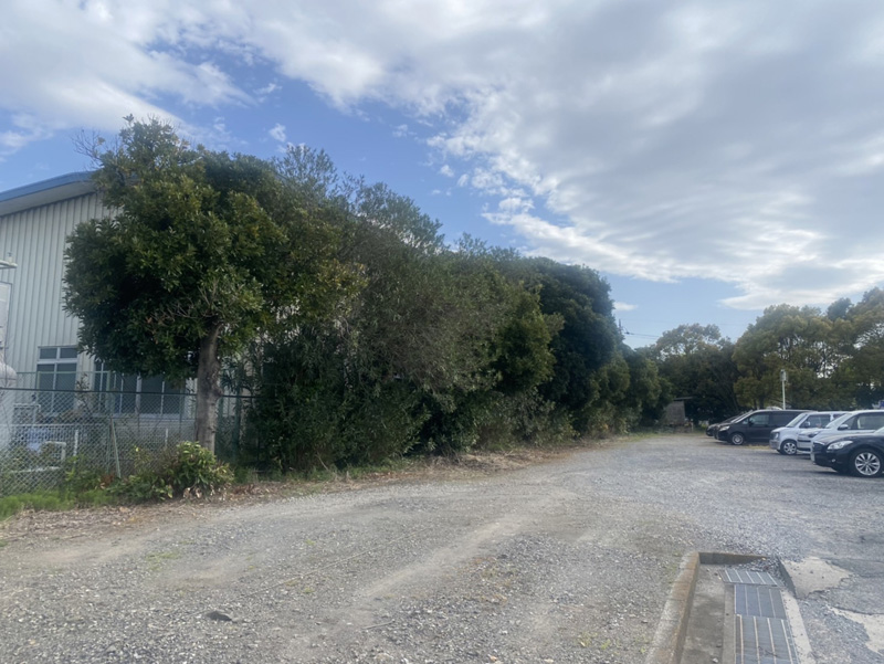 埼玉県加須市工場内 伐採工事 着工前