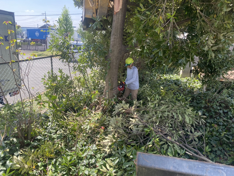 埼玉県加須市工場内 伐採工事 施工中