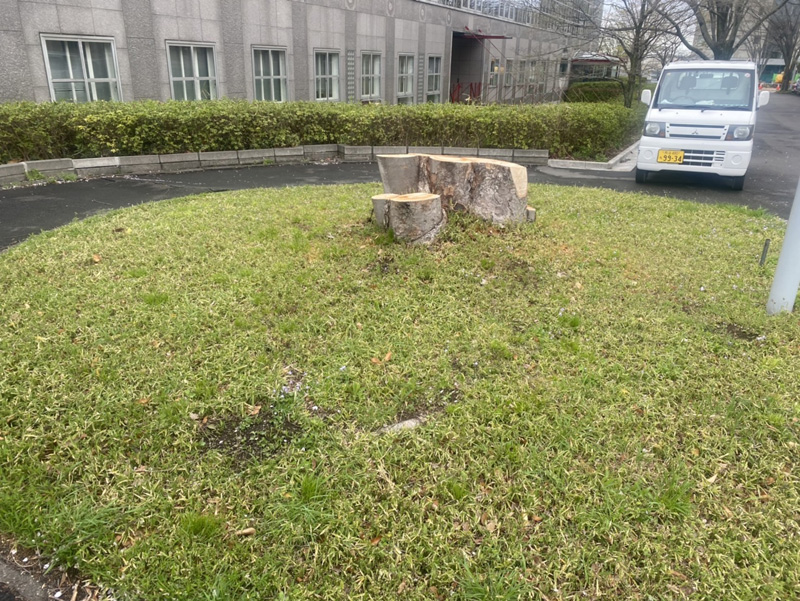 埼玉県 学校敷地内 除根工事 着工前