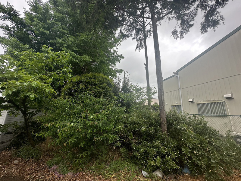 埼玉県比企郡吉見町 個人様宅 伐採工事 着工前