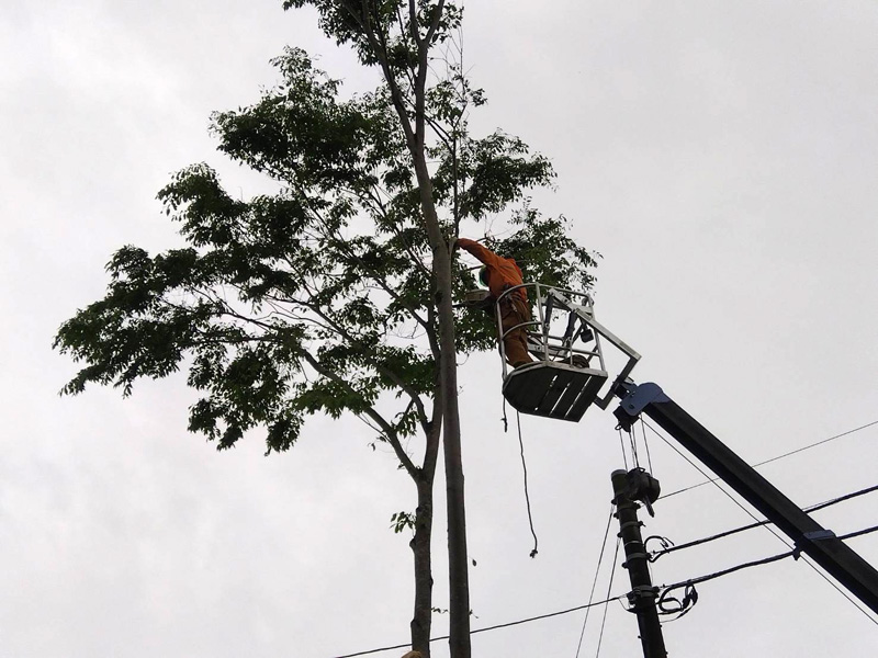 埼玉県比企郡吉見町 個人様宅 伐採工事 施工中