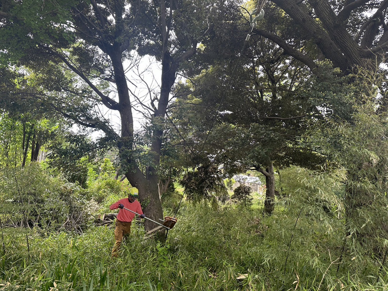 埼玉県比企郡吉見町 個人様宅 伐採工事 施工中