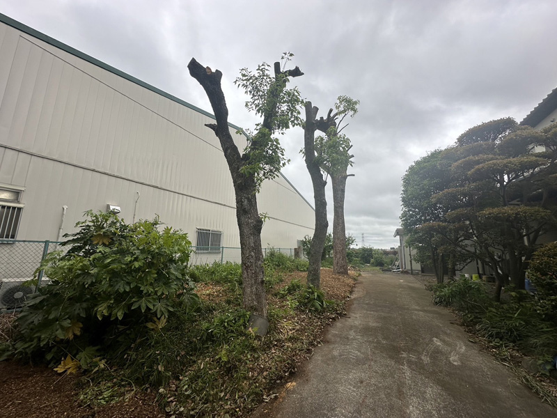 埼玉県比企郡吉見町 個人様宅 伐採工事 完了