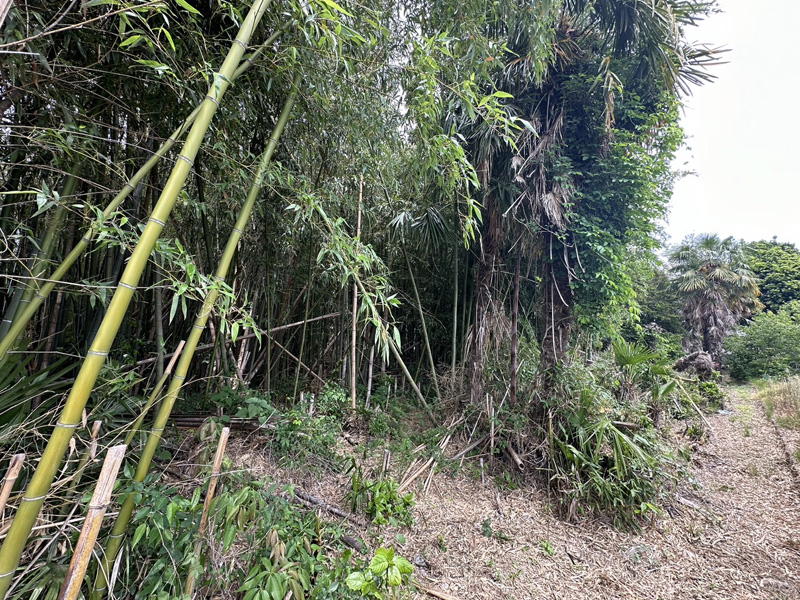 埼玉県鴻巣市 竹林伐採除根工事 着工前