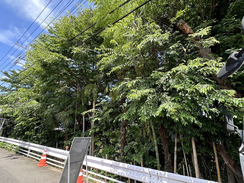埼玉県内 伐採工事 着工前