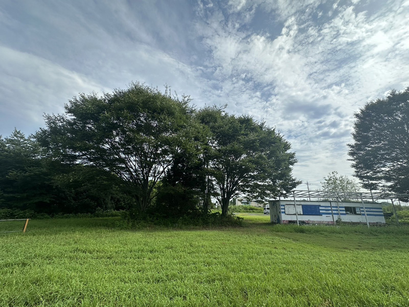 埼玉県羽生市 伐採工事 着工前
