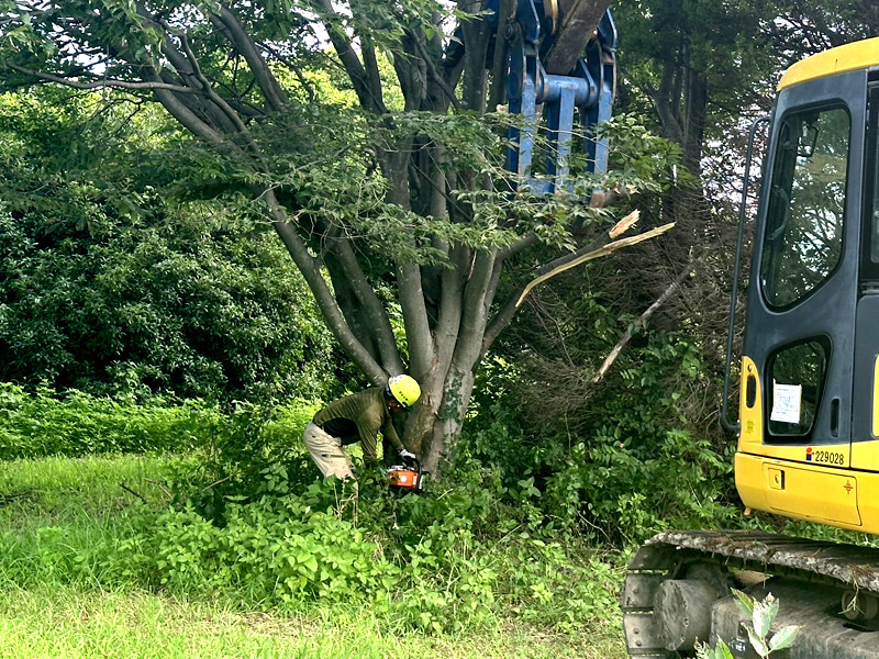 埼玉県羽生市 伐採工事 作業中