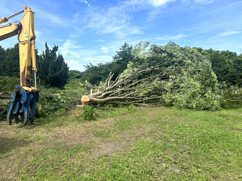 埼玉県羽生市 伐採工事 作業中