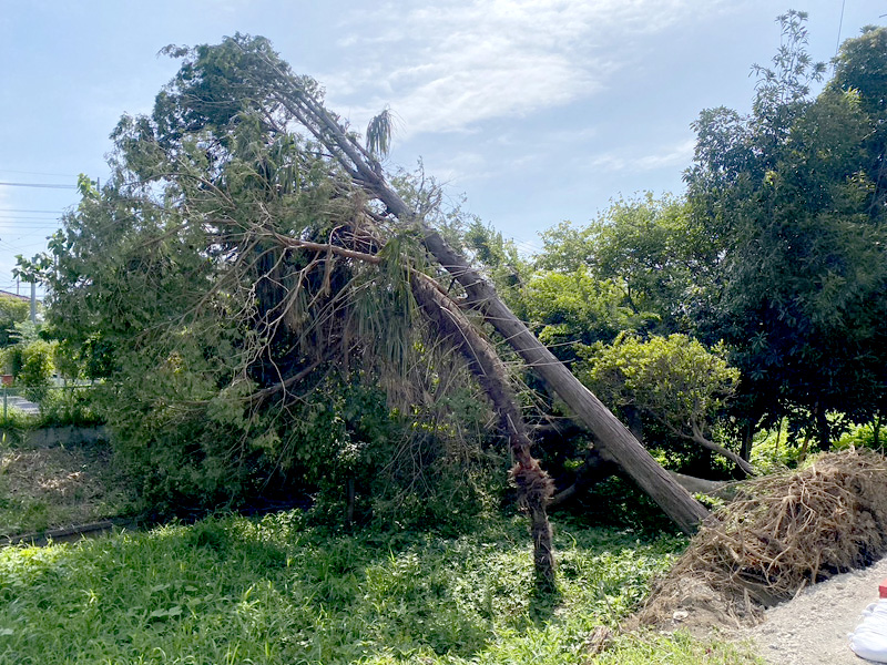 埼玉県蓮田市 倒木撤去工事 着工前