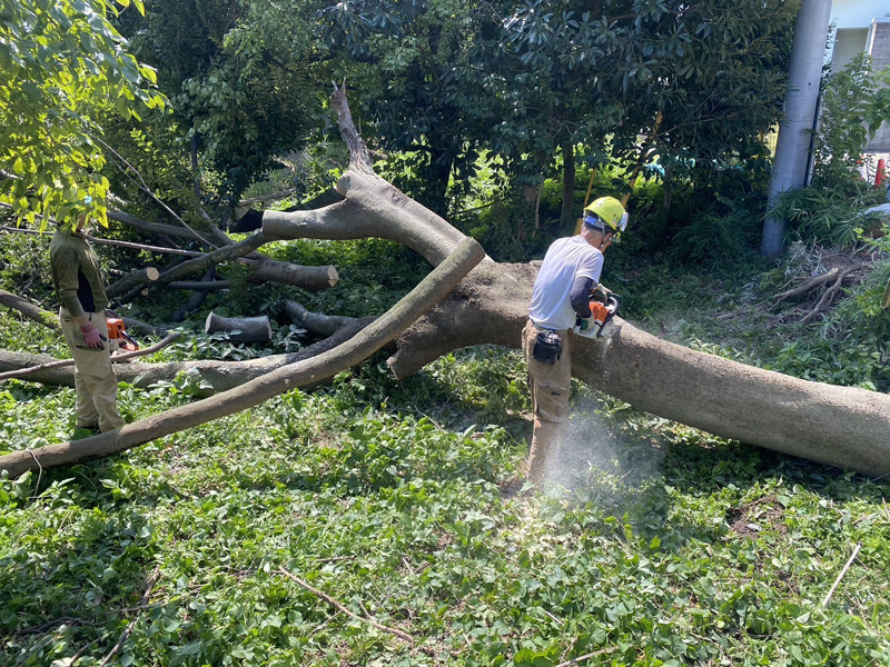 埼玉県蓮田市 倒木撤去工事 施工中