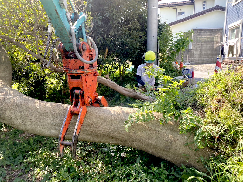 埼玉県蓮田市 倒木撤去工事 施工中