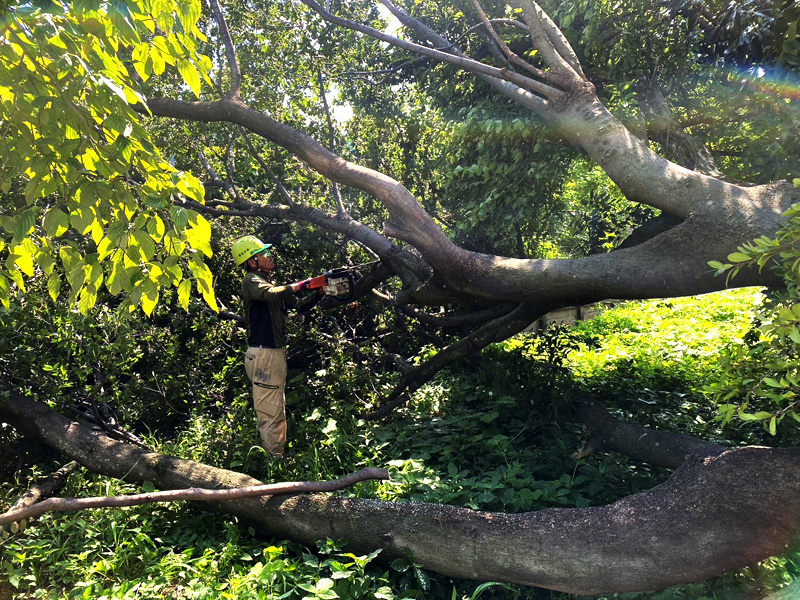 埼玉県蓮田市 倒木撤去工事 施工中