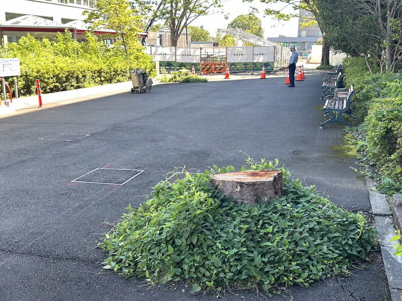 埼玉県内大学 除根工事 着工前
