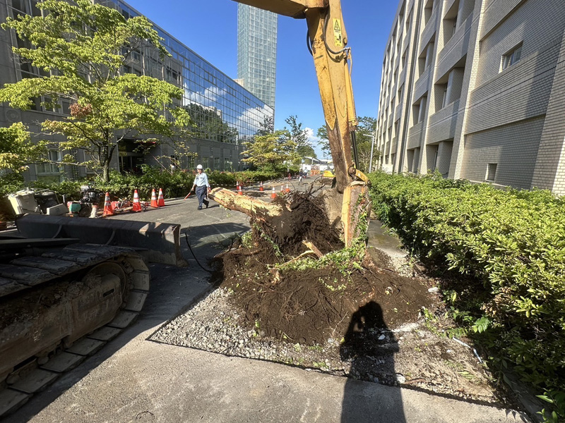 埼玉県内大学 除根工事 作業中
