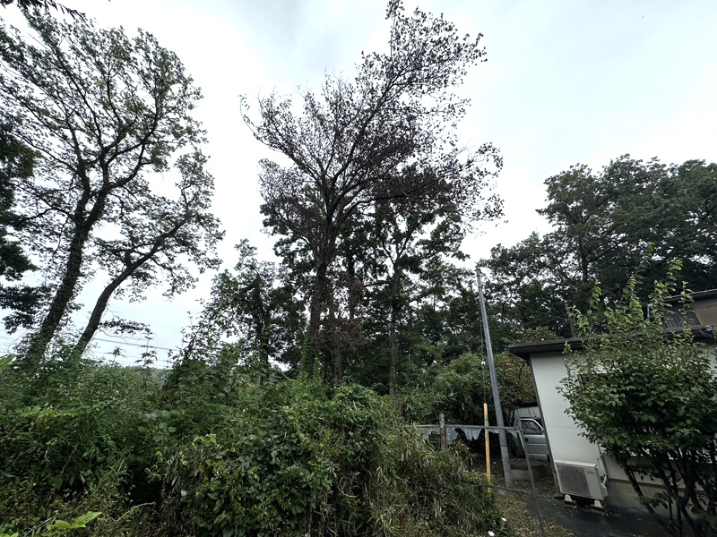 埼玉県比企郡吉見町個人宅 樹木伐採 着工前