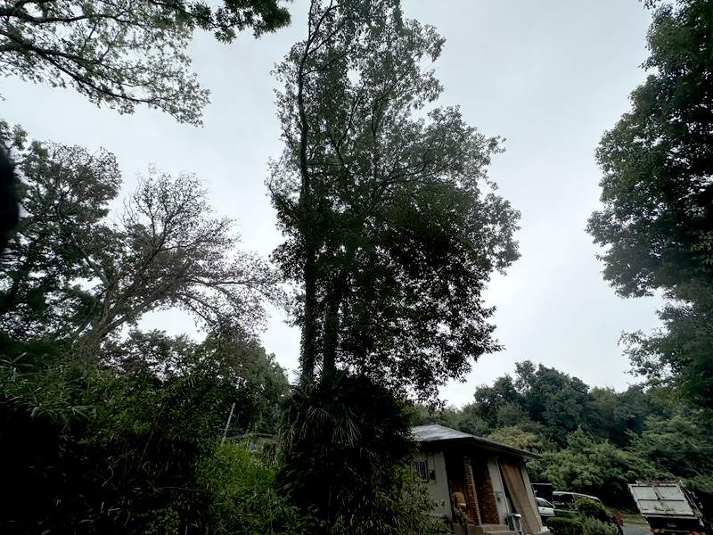 埼玉県比企郡吉見町個人宅 樹木伐採 着工前