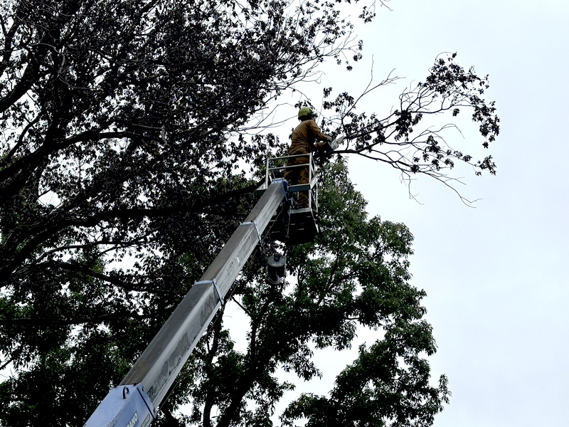 埼玉県比企郡吉見町個人宅 樹木伐採 施工中