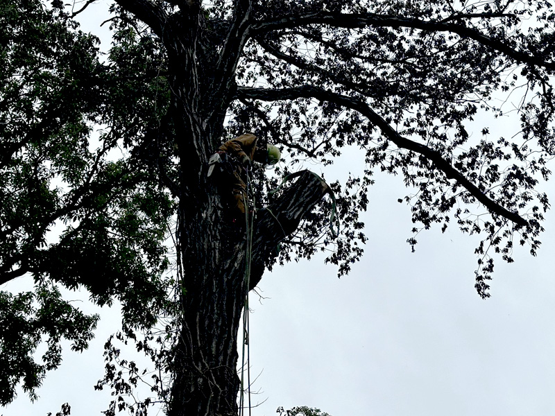 埼玉県比企郡吉見町個人宅 樹木伐採 施工中