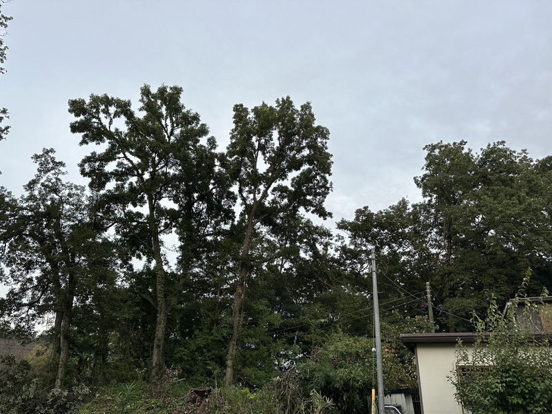 埼玉県比企郡吉見町個人宅 樹木伐採 完了