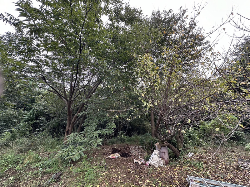 埼玉県上尾市 個人宅 伐採・竹根除根・溝掘工事 着工前