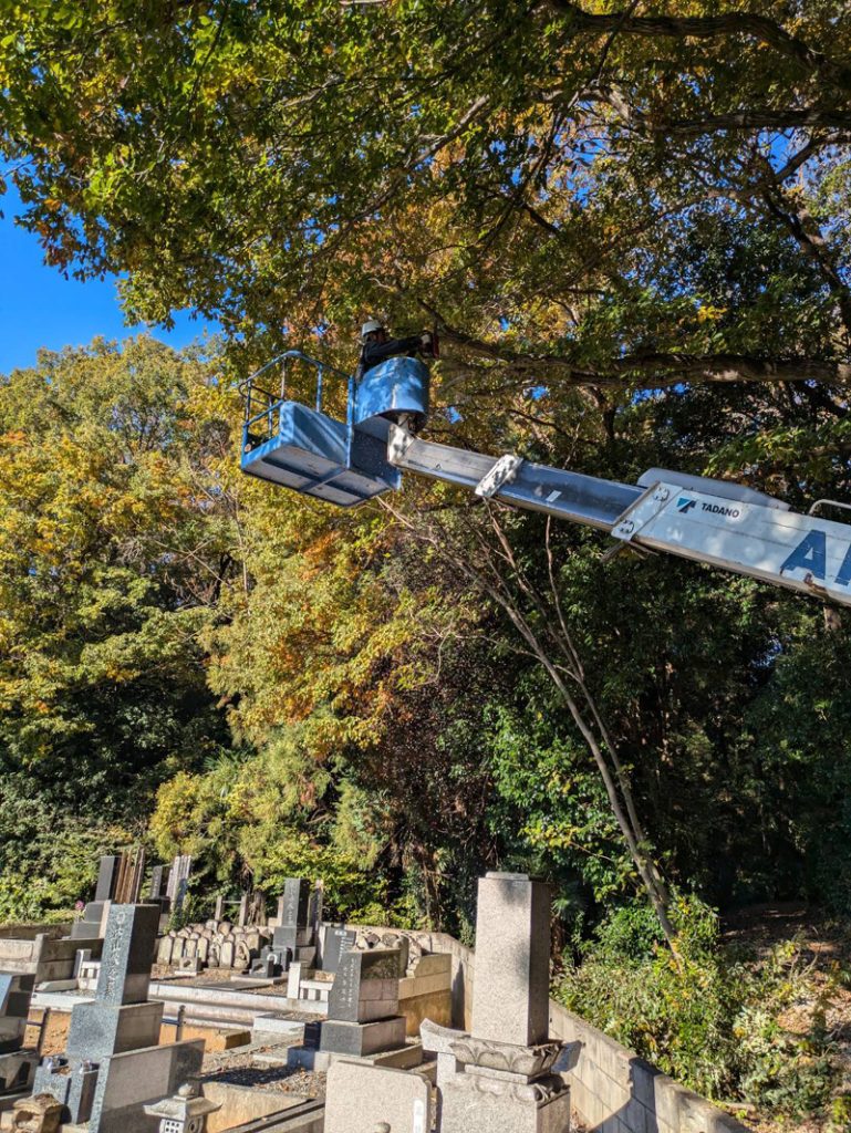 埼玉県比企郡吉見町 危険木伐採工事 施工中