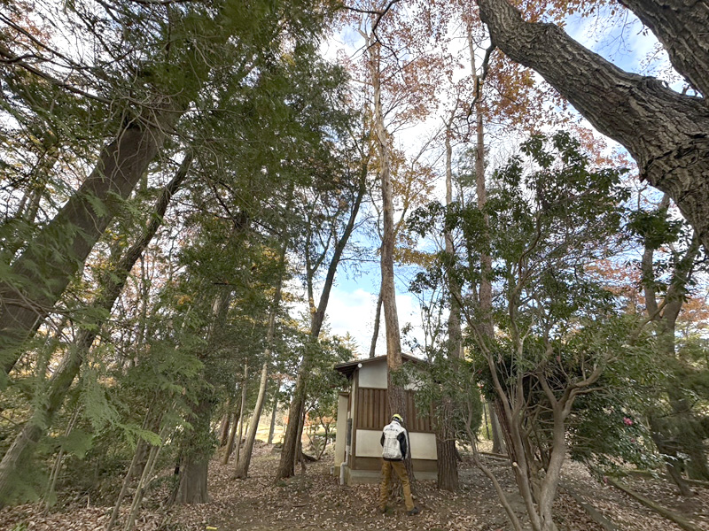 埼玉県内ゴルフクラブ 枯木伐採工事 着工前