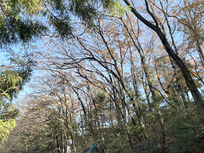 埼玉県内ゴルフクラブ 枯木伐採工事 着工前