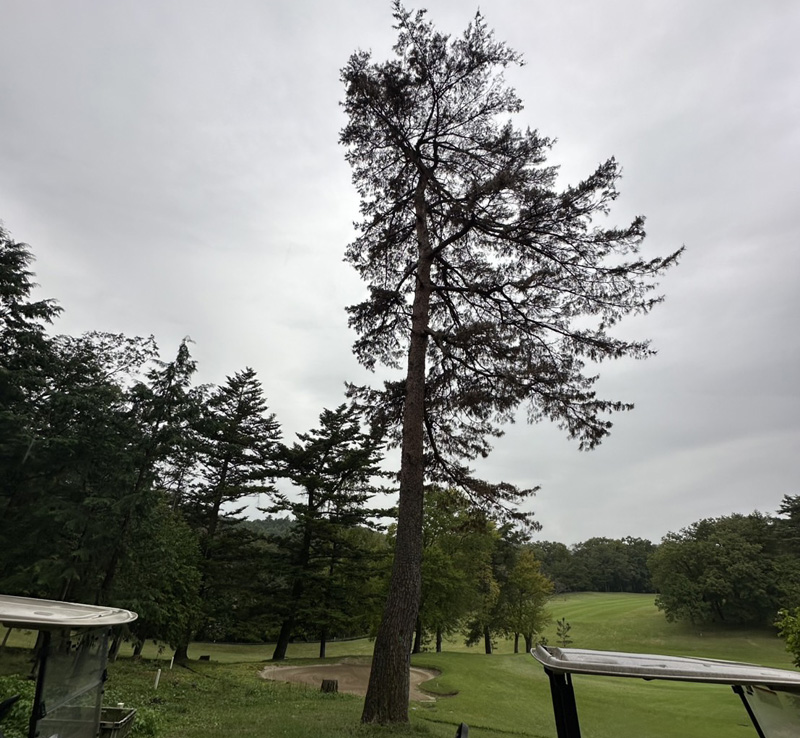 埼玉県内ゴルフクラブ 枯木伐採工事 着工前