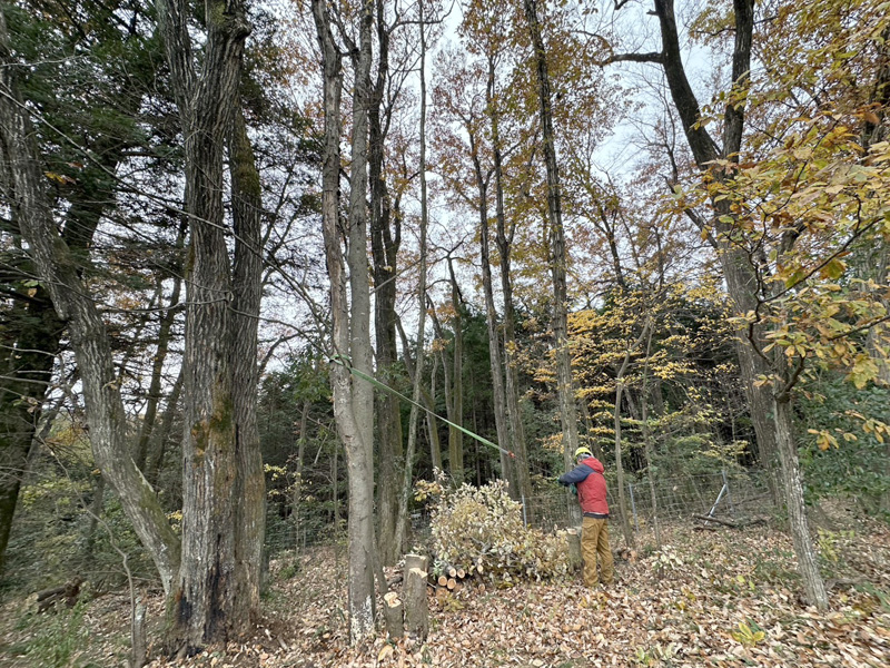 埼玉県内ゴルフクラブ 枯木伐採工事 作業中