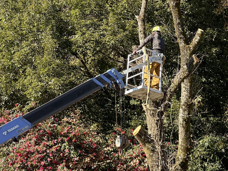埼玉県内ゴルフクラブ 枯木伐採工事 作業中