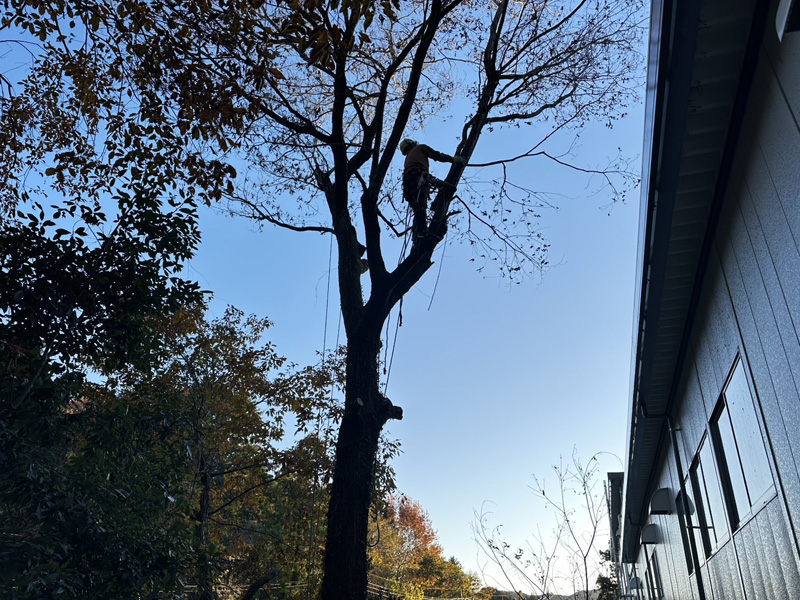 埼玉県内ゴルフクラブ 枯木伐採工事 作業中