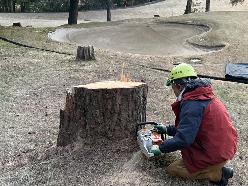 埼玉県内ゴルフクラブ 枯木伐採工事 作業中