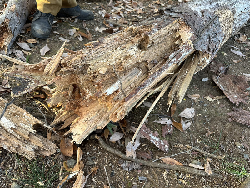 埼玉県内ゴルフクラブ 枯木伐採工事 作業中