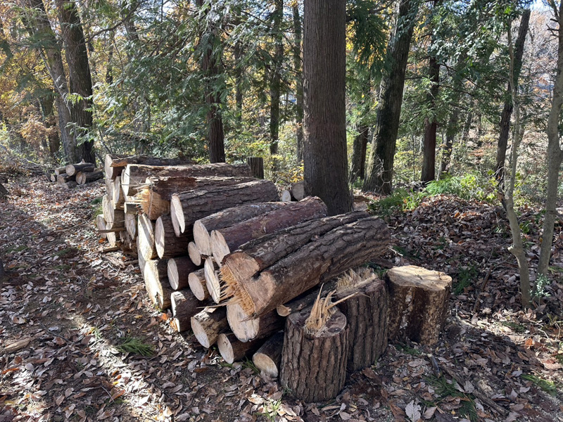 埼玉県内ゴルフクラブ 枯木伐採工事 完了