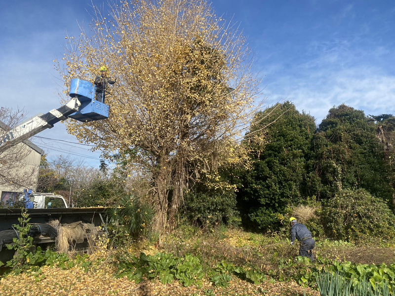 埼玉県比企郡吉見町 個人宅様伐採工事 作業中