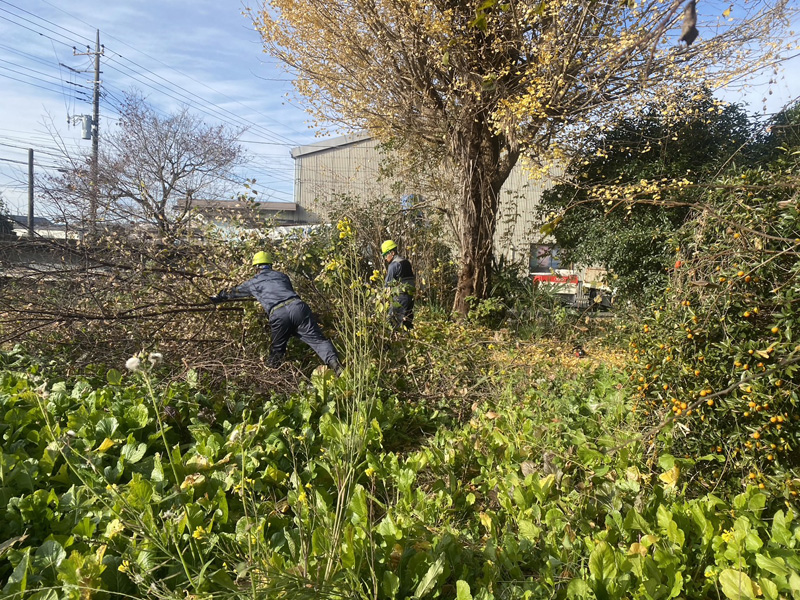 埼玉県比企郡吉見町 個人宅様伐採工事 作業中