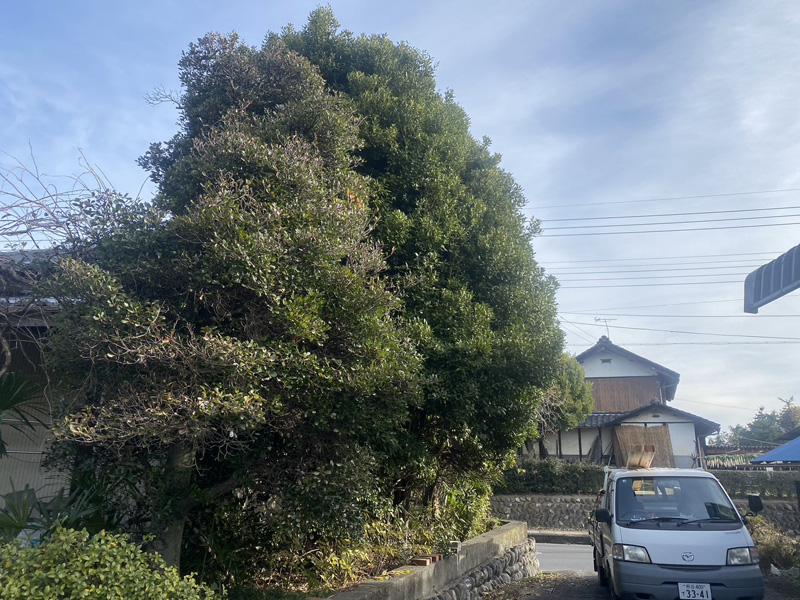 埼玉県比企郡吉見町 個人宅様伐採工事 着工前