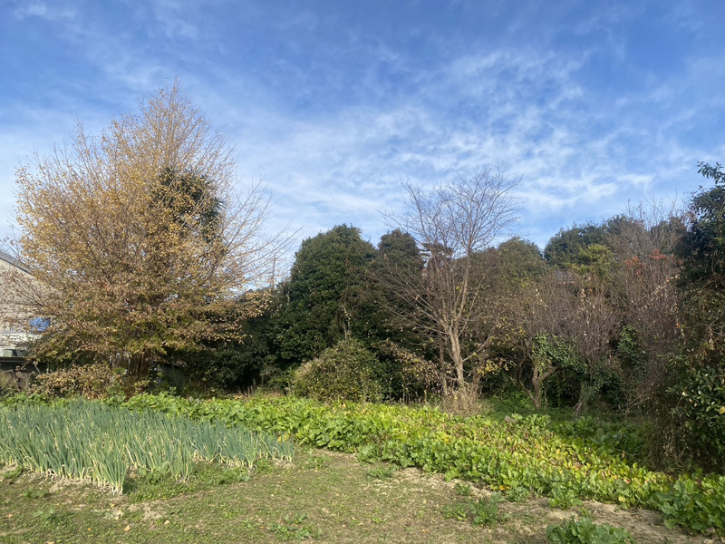 埼玉県比企郡吉見町 個人宅様伐採工事 完了