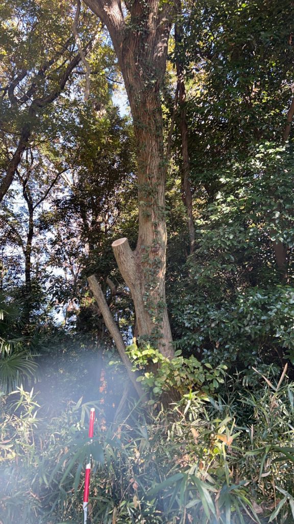 埼玉県吉見町 危険木伐採工事 完了