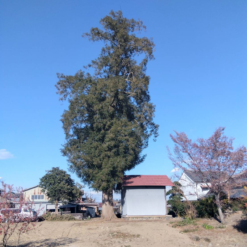 埼玉県深谷市個人様宅 伐採工事 着工前