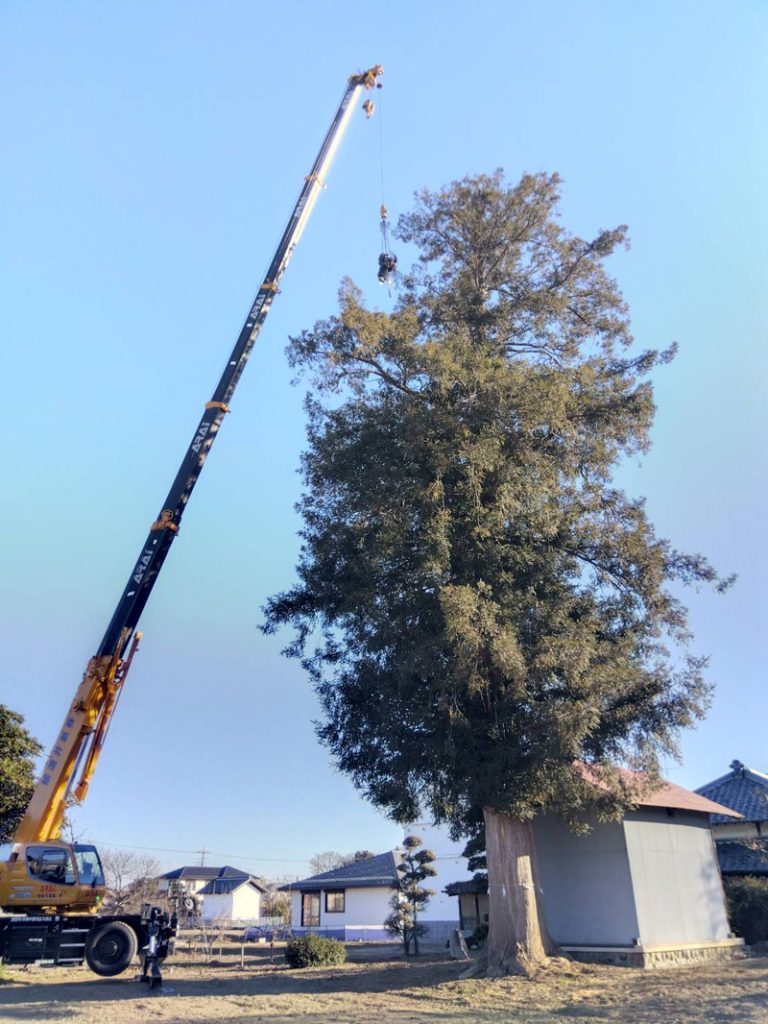 埼玉県深谷市個人様宅 伐採工事 作業中